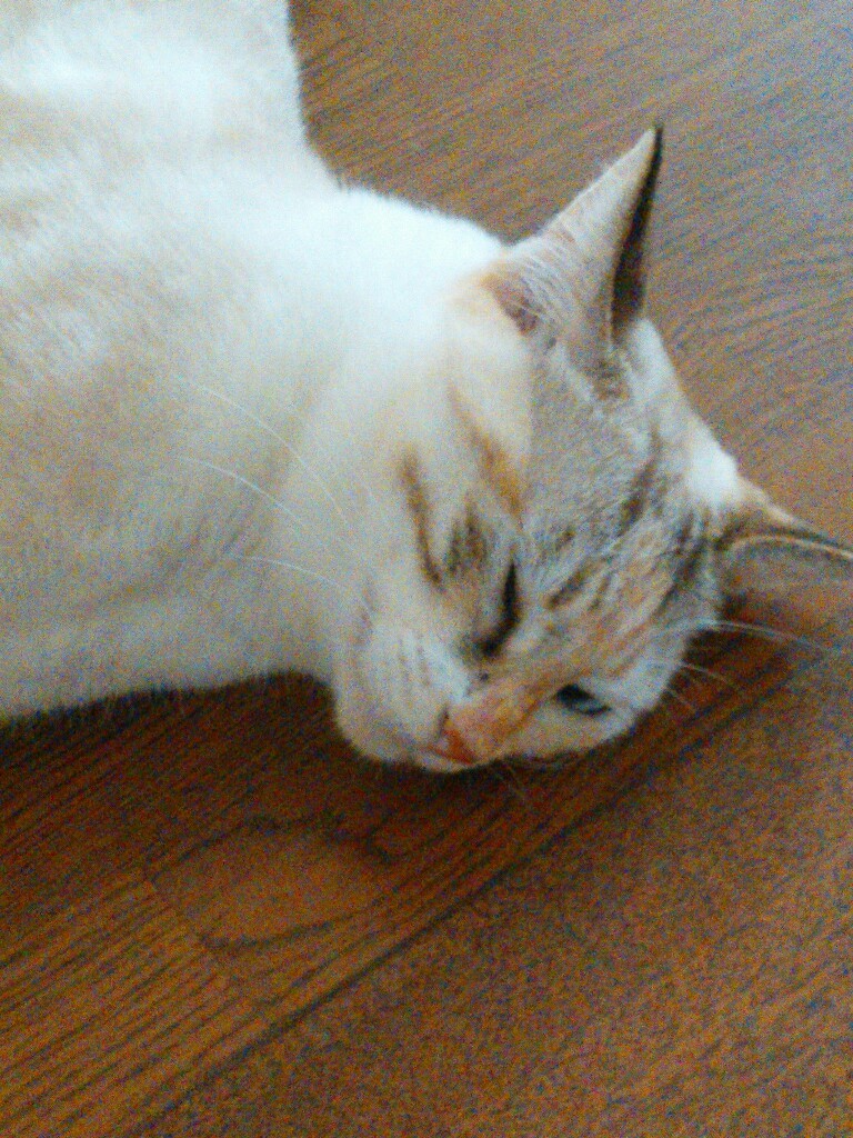 猫三昧_f0255704_12054340.jpg