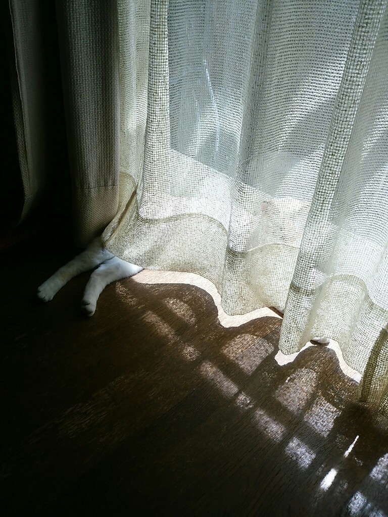 猫三昧_f0255704_12054382.jpg