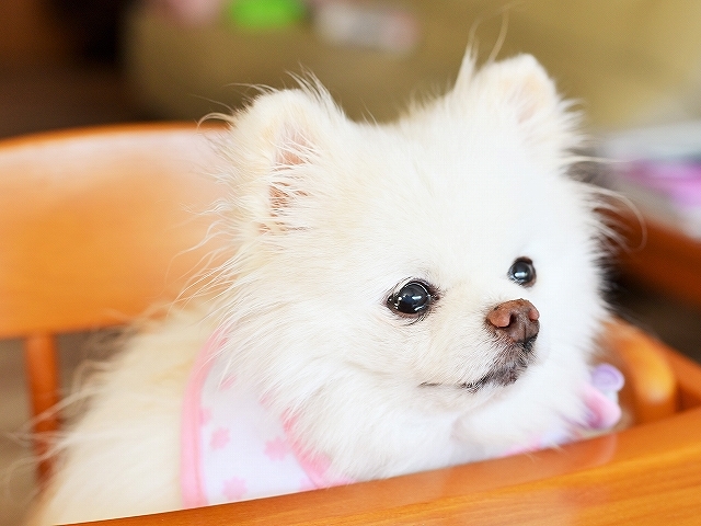 名犬になれたはず_d0360206_00312605.jpg