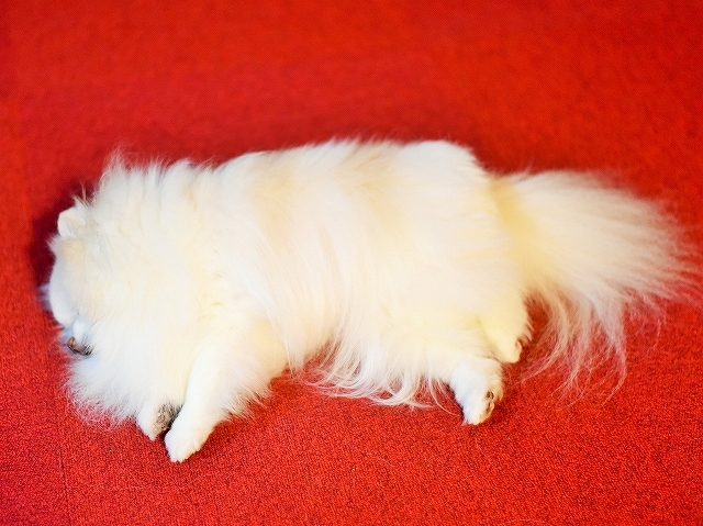 名犬になれたはず_d0360206_00313152.jpg