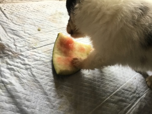 f0098313_12275745.jpeg
