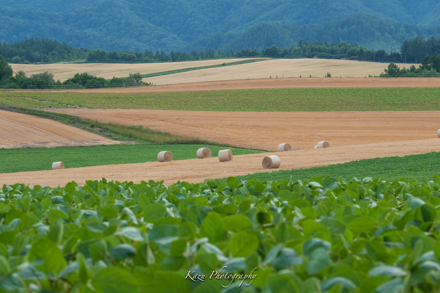 夏の終わり_f0361118_16383027.jpg