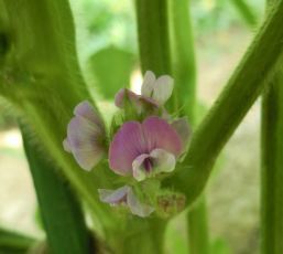 丹波の黒大豆の花が咲いた 心はいつも青春