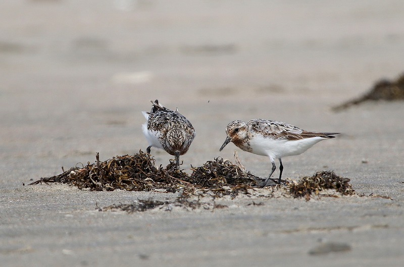 海にいる鳥 2 暮らしの中で