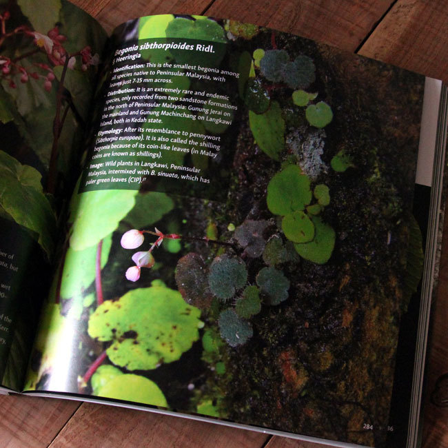 アジアの最新ベゴニア図鑑が新発売!! Asian Begonia 300 species