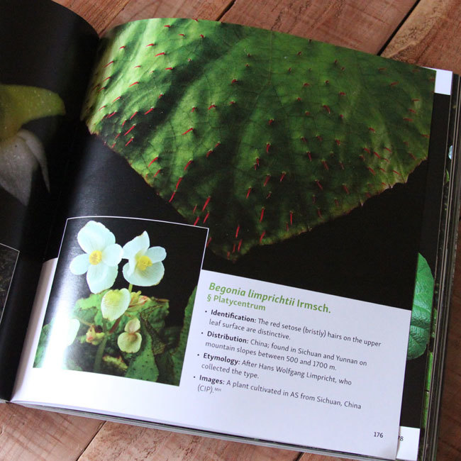 アジアの最新ベゴニア図鑑が新発売!! Asian Begonia 300 species portraits_d0376039_16061197.jpg