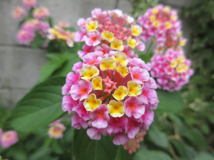【涼しくなったので咲き出した花】_b0009849_1739334.jpg
