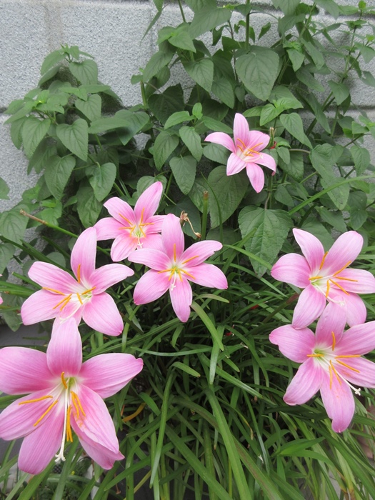 【涼しくなったので咲き出した花】_b0009849_17434227.jpg