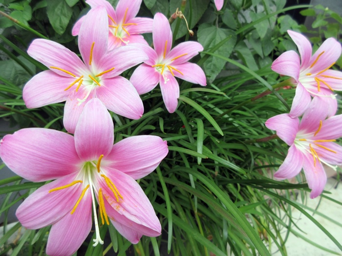 【涼しくなったので咲き出した花】_b0009849_17442172.jpg