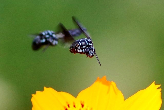 幸せの Blue Bee 　２０１８_b0363649_19061568.jpg