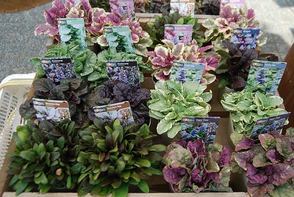 秋の花苗入荷しだしました_a0201358_15023140.jpg