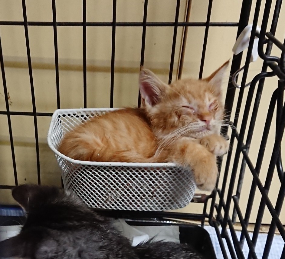 高齢者餌やり現場より 茶トラくん ハチワレくん 黒猫 はるとなつ 高齢者餌やり現場より 茶トラくん ハチワレくん 黒猫 はるとなつ
