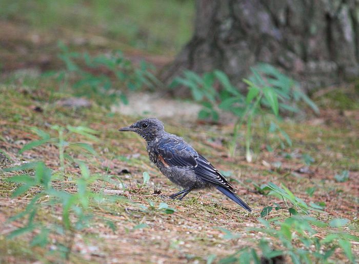 今日の鳥さん　180815_a0020763_03461407.jpg