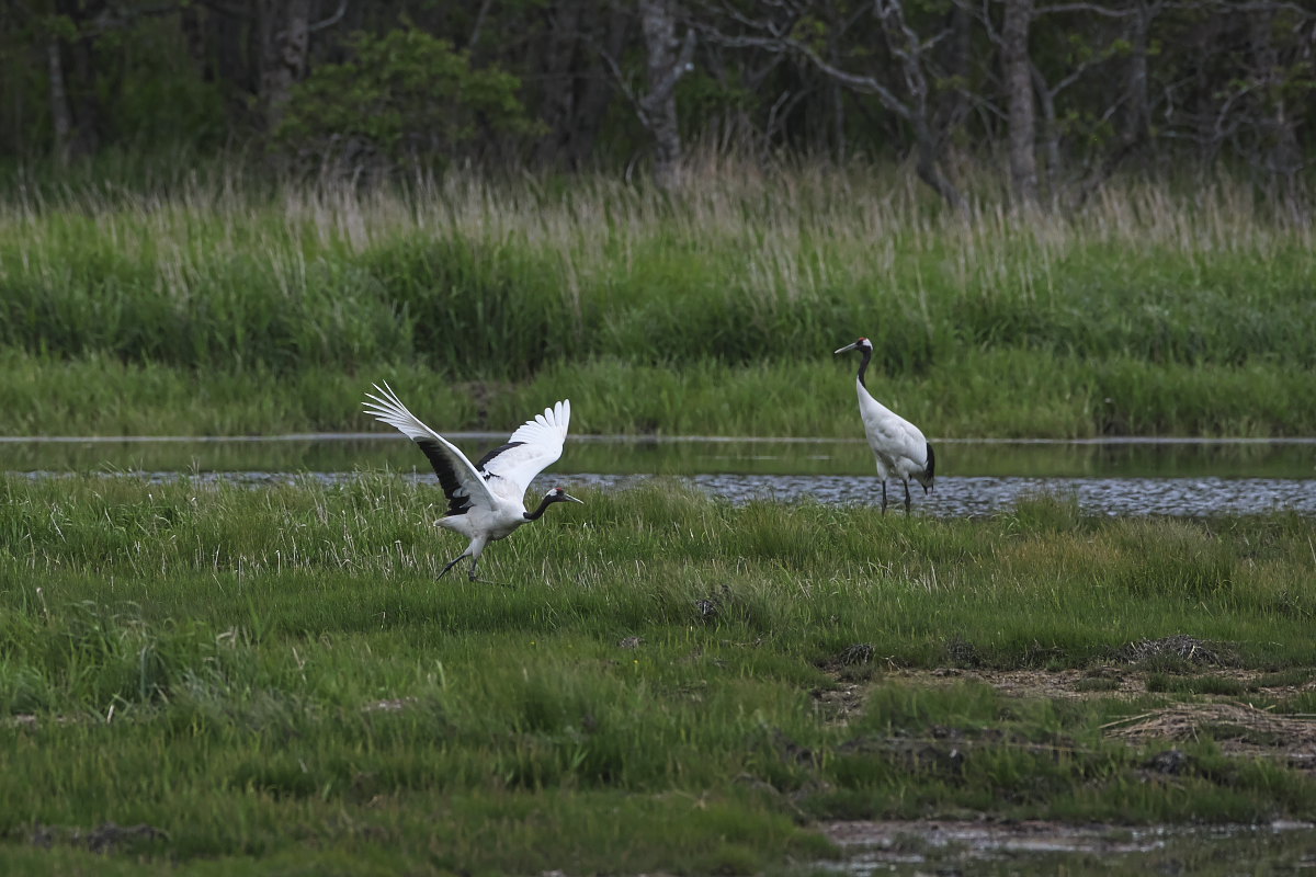 北海道の夏 ′１８_タンチョウ ⑥_d0125872_23034264.jpg