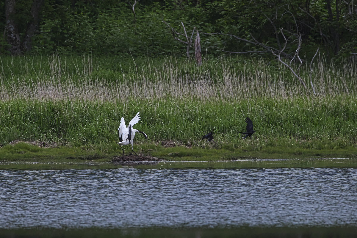 北海道の夏 ′１８_タンチョウ ⑥_d0125872_23054721.jpg