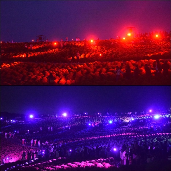 2018夏の海浜公園　コキアライトアップ編_e0234881_01093610.jpg