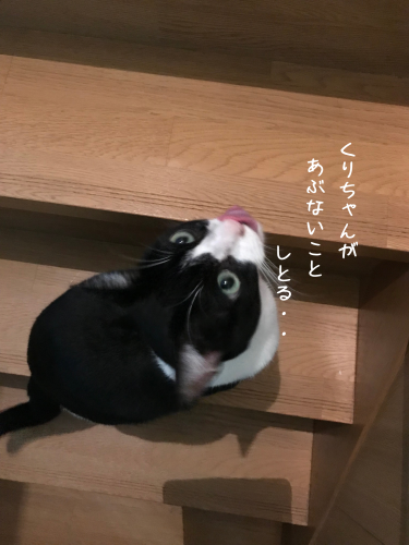 a0216583_18302045.png
