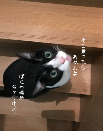 a0216583_18302841.png
