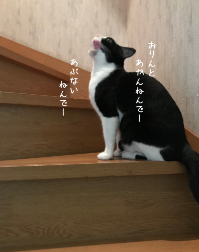 a0216583_18303677.png