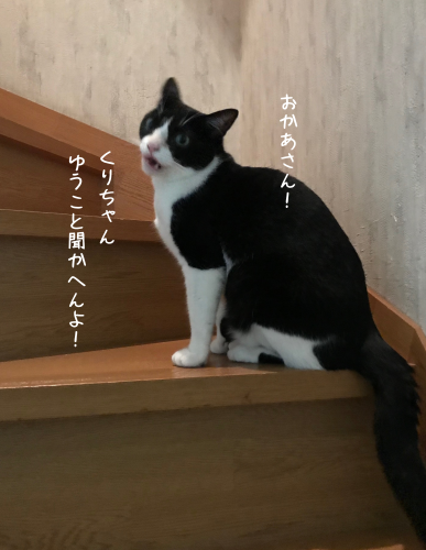 a0216583_18304255.png