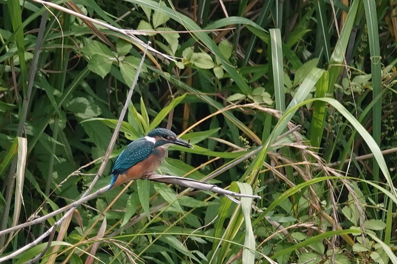 摂津峡　カワセミ＆キビタキ_c0018489_19511173.jpg