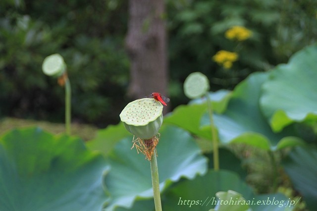 鎌倉長谷寺　夏の花_f0374092_14120532.jpg