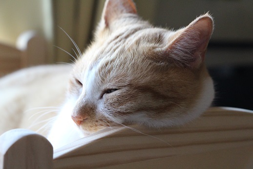 ねこブログ_a0333195_22005499.jpg