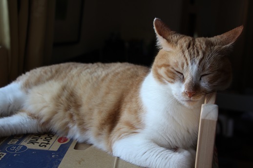 ねこブログ_a0333195_22010404.jpg