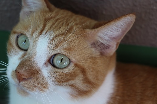 ねこブログ_a0333195_22044591.jpg