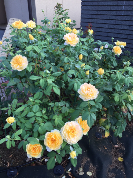 モリニューの4番花と自動水やり 春 ナナと庭の薔薇 モリニューの4番花と自動水やり 春 ナナと庭の薔薇