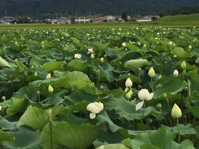 一面に広がる白い蓮の花_c0216197_6542945.jpg