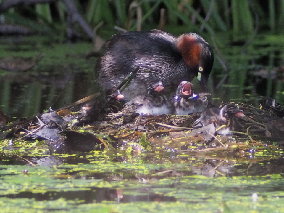 カイツブリとバン_c0360399_22355101.jpg