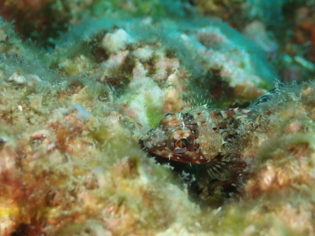 e0115199_15175475.jpg