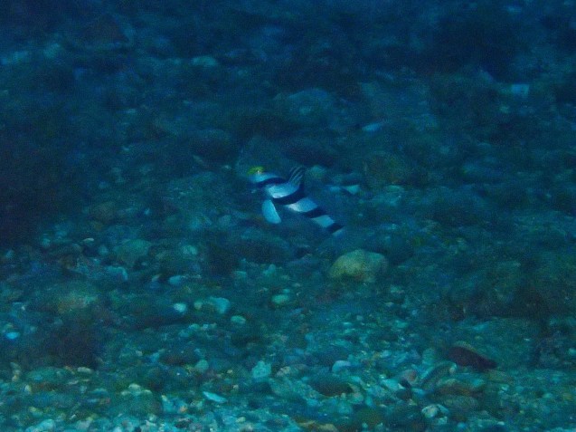 e0115199_16472360.jpg
