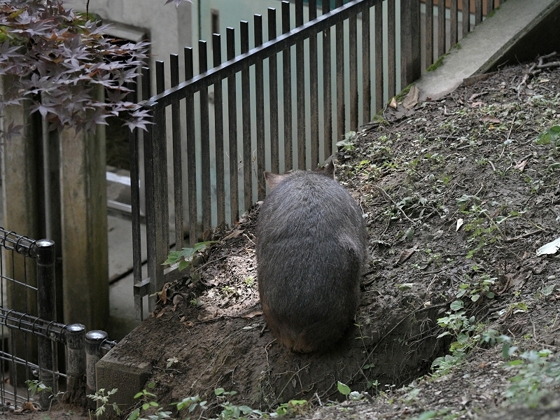 穴の中で過ごす日々に、今までと同じようにと心に言い聞かせ_a0164204_13155821.jpg