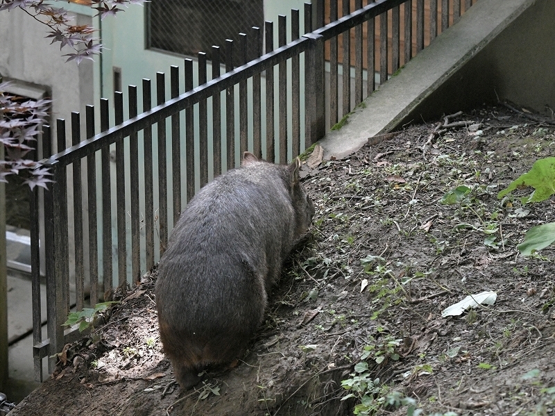 穴の中で過ごす日々に、今までと同じようにと心に言い聞かせ_a0164204_13155845.jpg