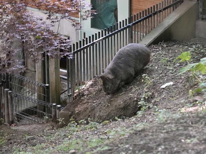 穴の中で過ごす日々に、今までと同じようにと心に言い聞かせ_a0164204_13215301.jpg