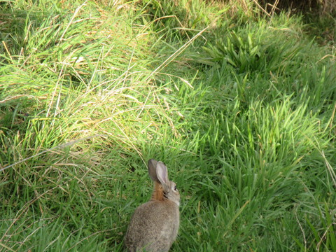 冬のニュージーランド旅（23）グレイマウス散歩 ♪ ウサギっておいしいの？_c0212604_21563239.jpg