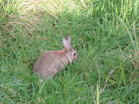 冬のニュージーランド旅（23）グレイマウス散歩 ♪ ウサギっておいしいの？_c0212604_2157222.jpg