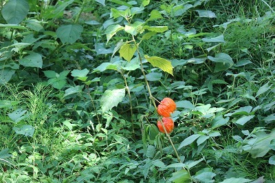 山野草や野菜の花（夕日の滝）_e0373815_12485455.jpg