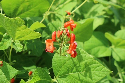 山野草や野菜の花（夕日の滝）_e0373815_12485961.jpg