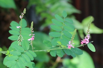 山野草や野菜の花（夕日の滝）_e0373815_12495617.jpg