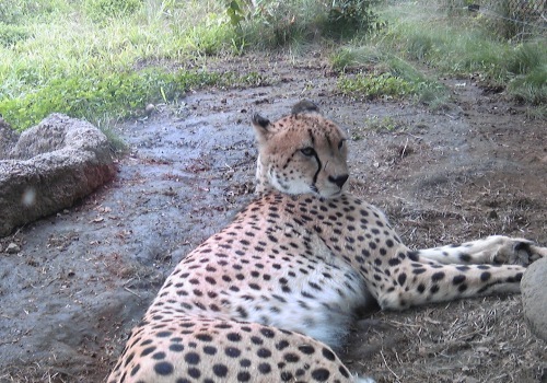 やっぱり面白い、夜の動物園。ナイトズーラシア。_b0285619_08333987.jpg