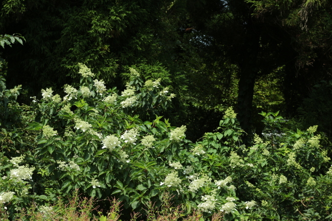 孫との夏休み（阿蘇編）_b0258821_23051187.jpg