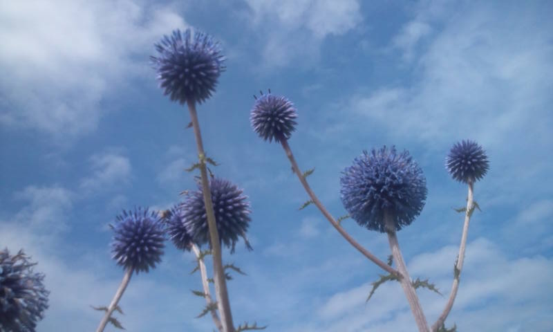 e0272335_922365.jpg