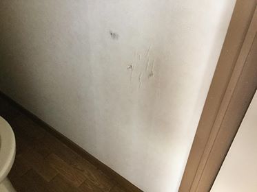 猫の傷跡_f0031037_18191055.jpg