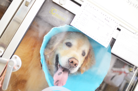 ショック状態緊急入院2日目_f0044853_11520759.jpg