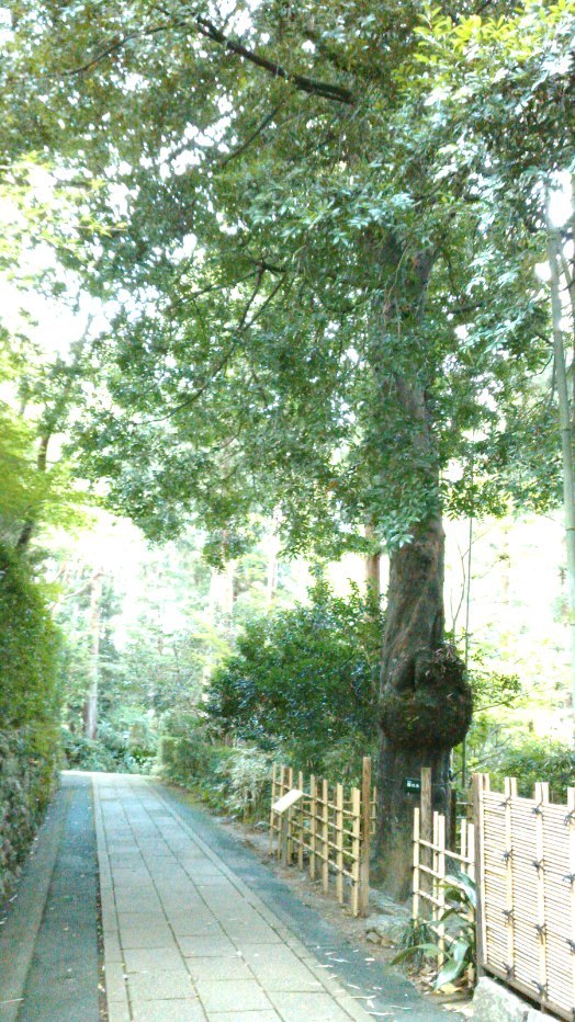 気賀を訪ねて 浜松市 龍潭寺(りょうたんじ) _c0157866_16125231.jpg