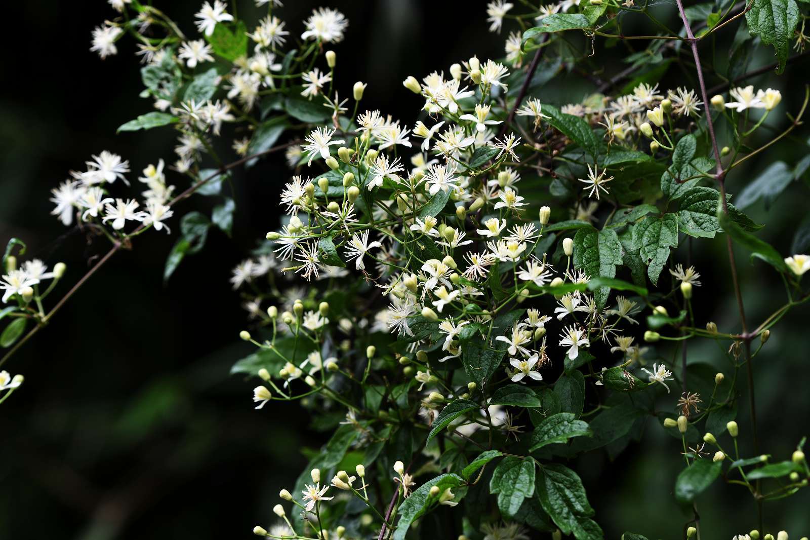 d0328977_09215255.jpg