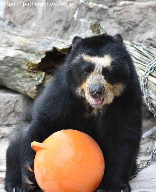 ２０１８年８月　天王寺動物園　その１_a0052986_23354461.jpg